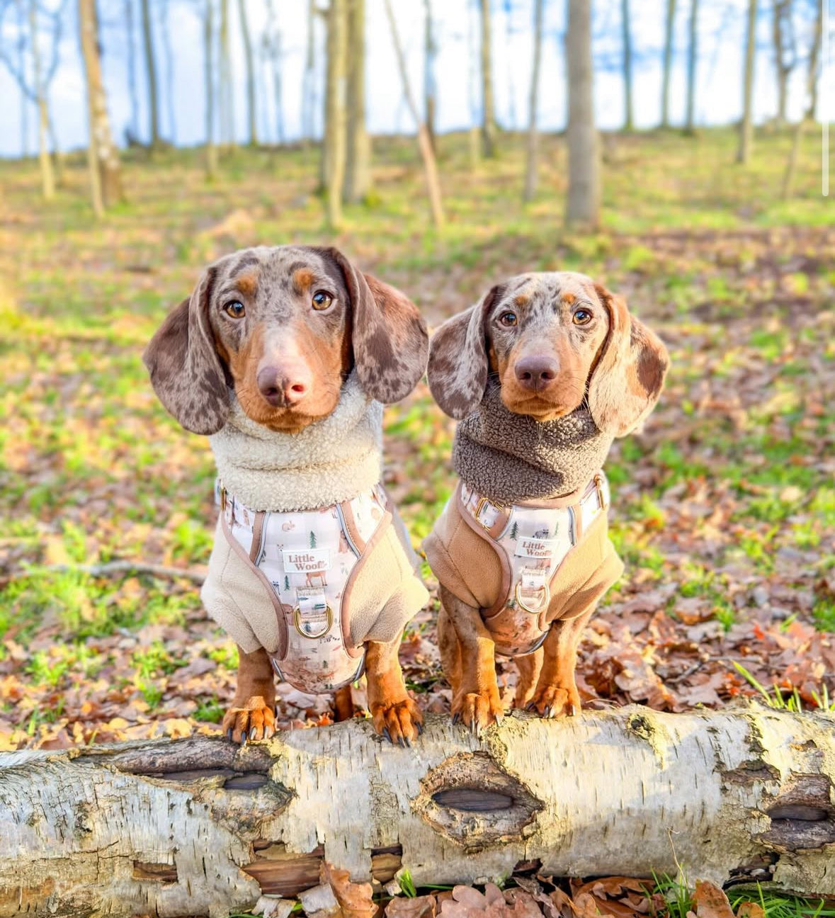 Teddy Snoods