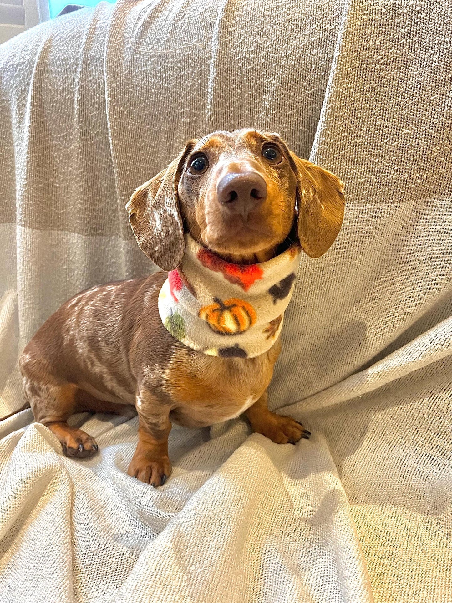 Handmade Autumn Polar Fleece Dog Snood – Personalised Option