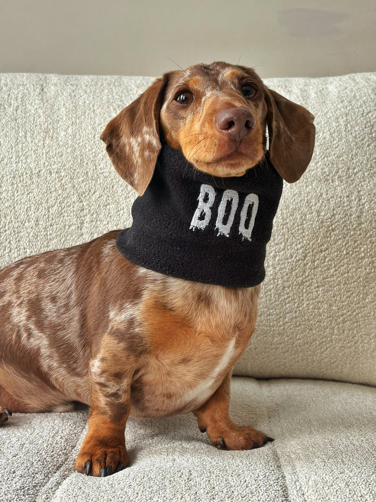 Halloween Dog Snood