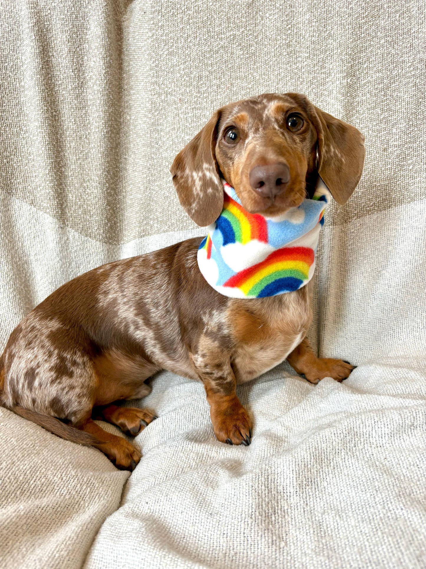 Handmade Rainbow Polar Fleece Dog Snood – Personalised Option