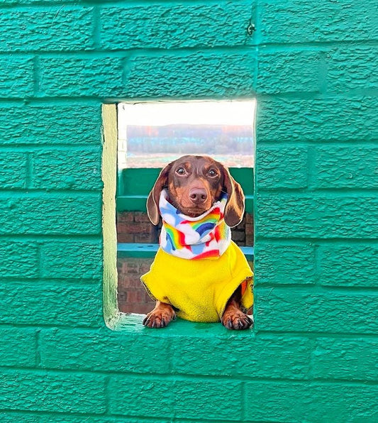 Handmade Rainbow Polar Fleece Dog Snood – Personalised Option