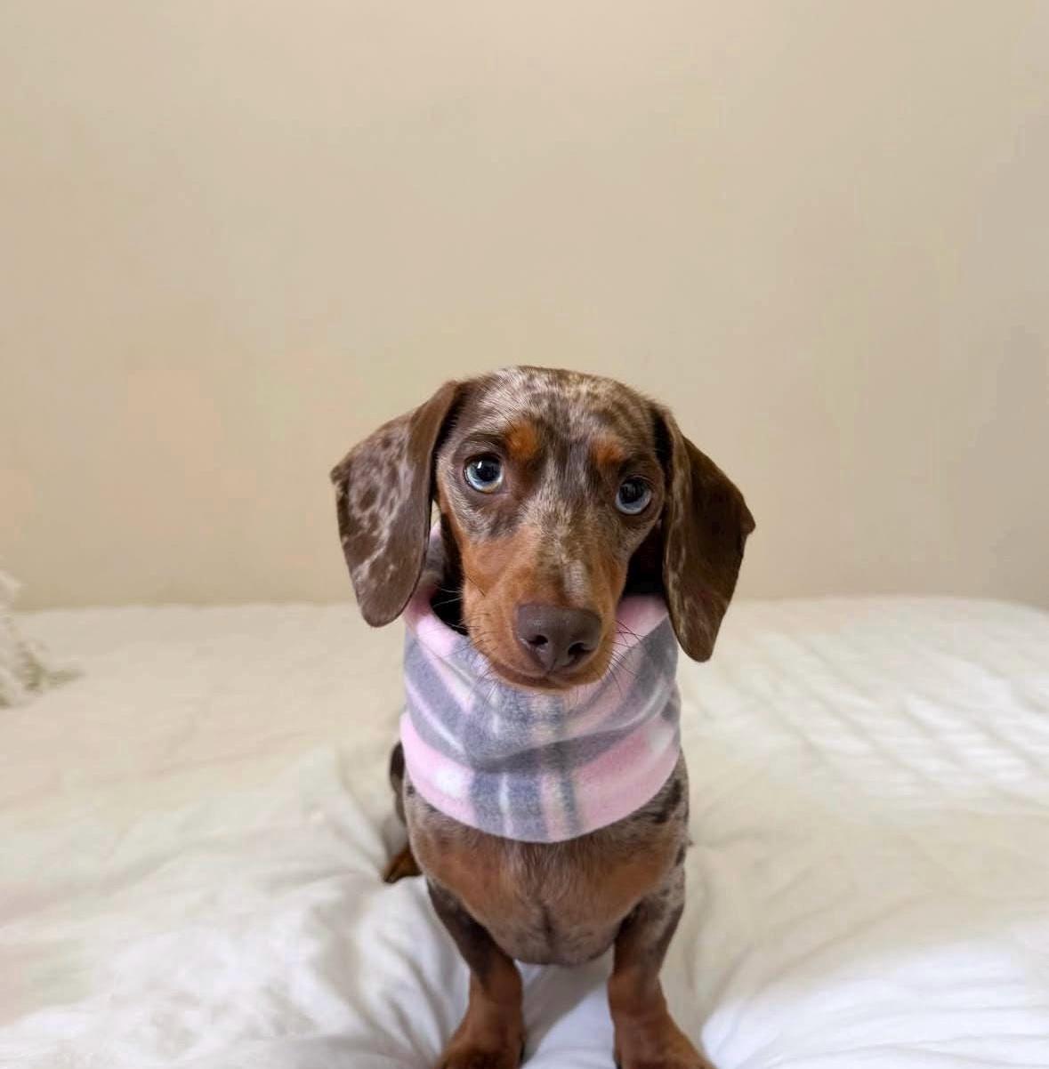 Handmade Tartan Polar Fleece Dog Snood – Personalised Option